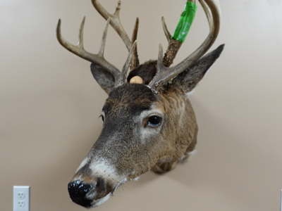 Gator – Programmer